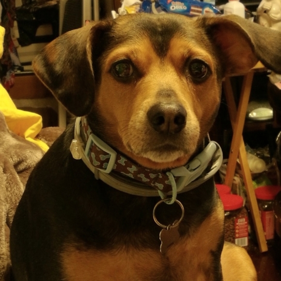 Meet your Posher, CoCo - Picture 7 of 12